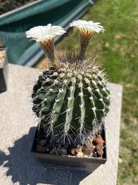 Acanthocalycium peitscherianum